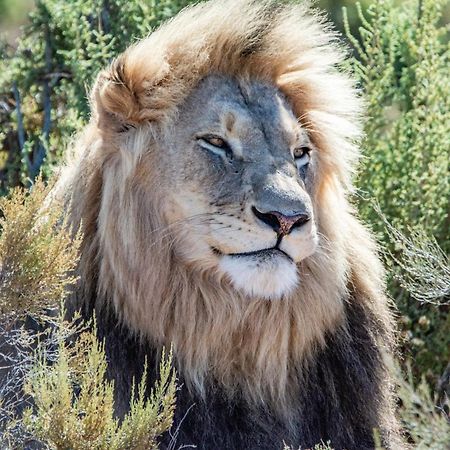 Mont Eco Game Reserve Montagu Esterno foto