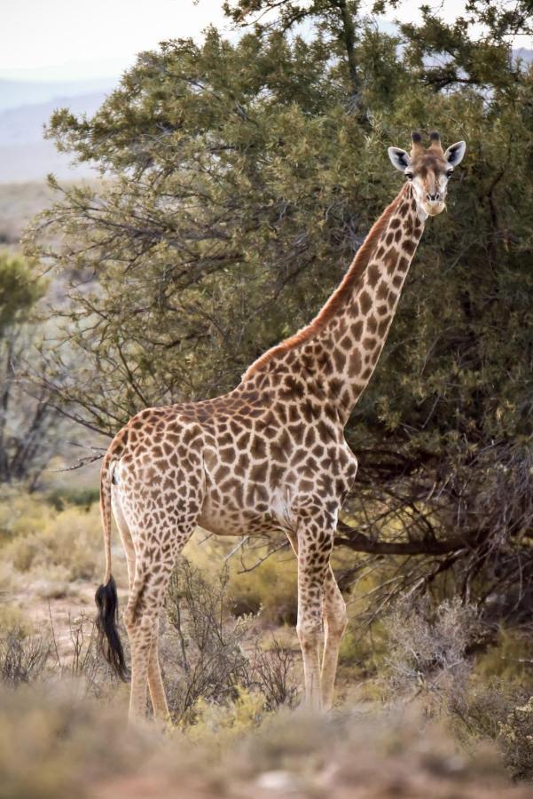 Mont Eco Game Reserve Montagu Esterno foto
