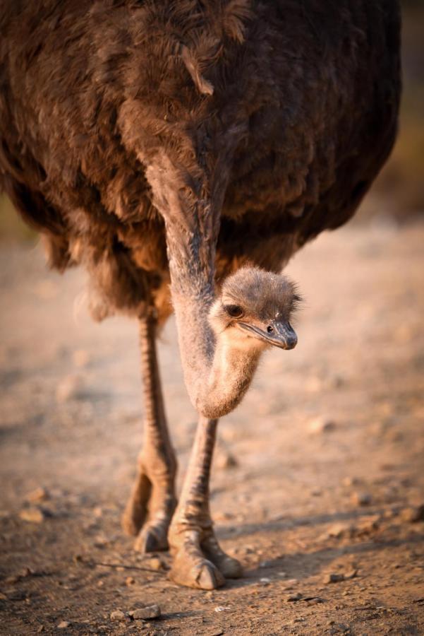 Mont Eco Game Reserve Montagu Esterno foto