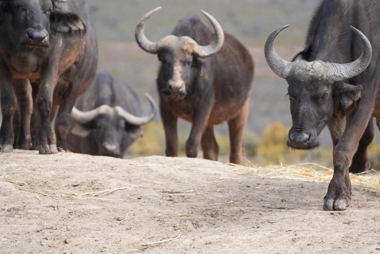 Mont Eco Game Reserve Montagu Esterno foto