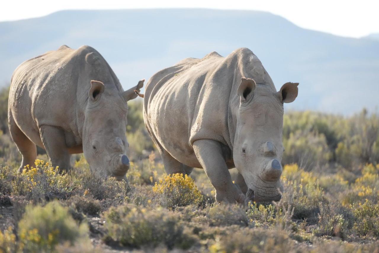 Mont Eco Game Reserve Montagu Esterno foto