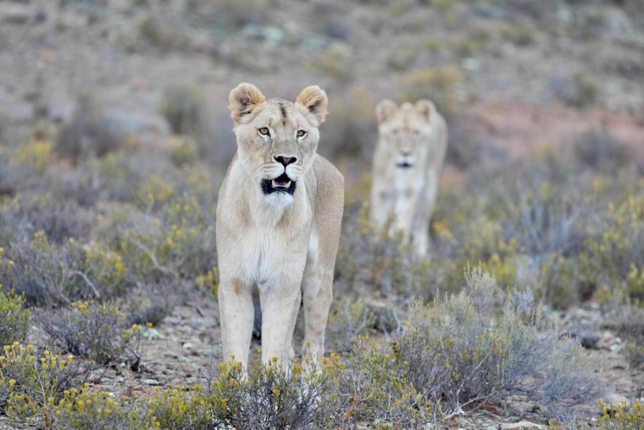 Mont Eco Game Reserve Montagu Esterno foto