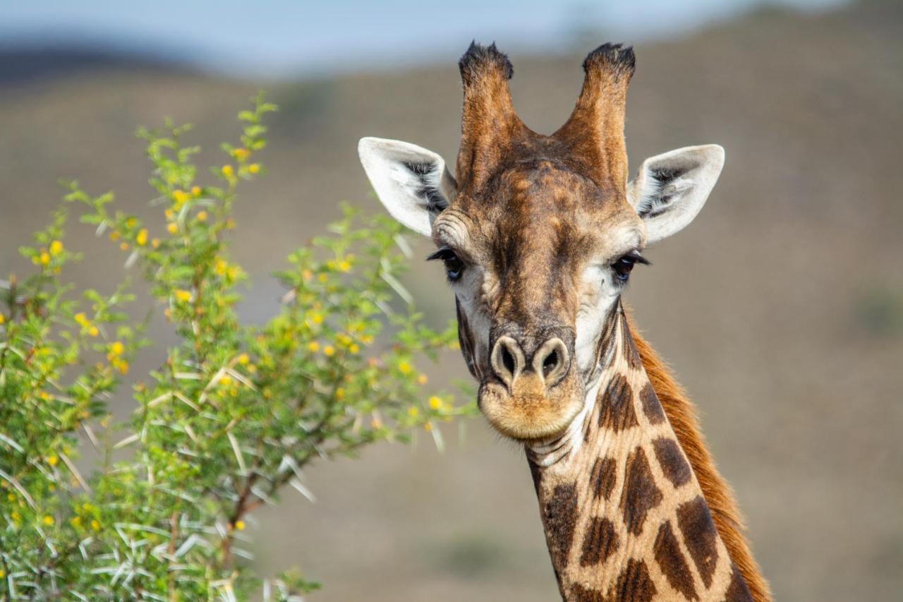 Mont Eco Game Reserve Montagu Esterno foto