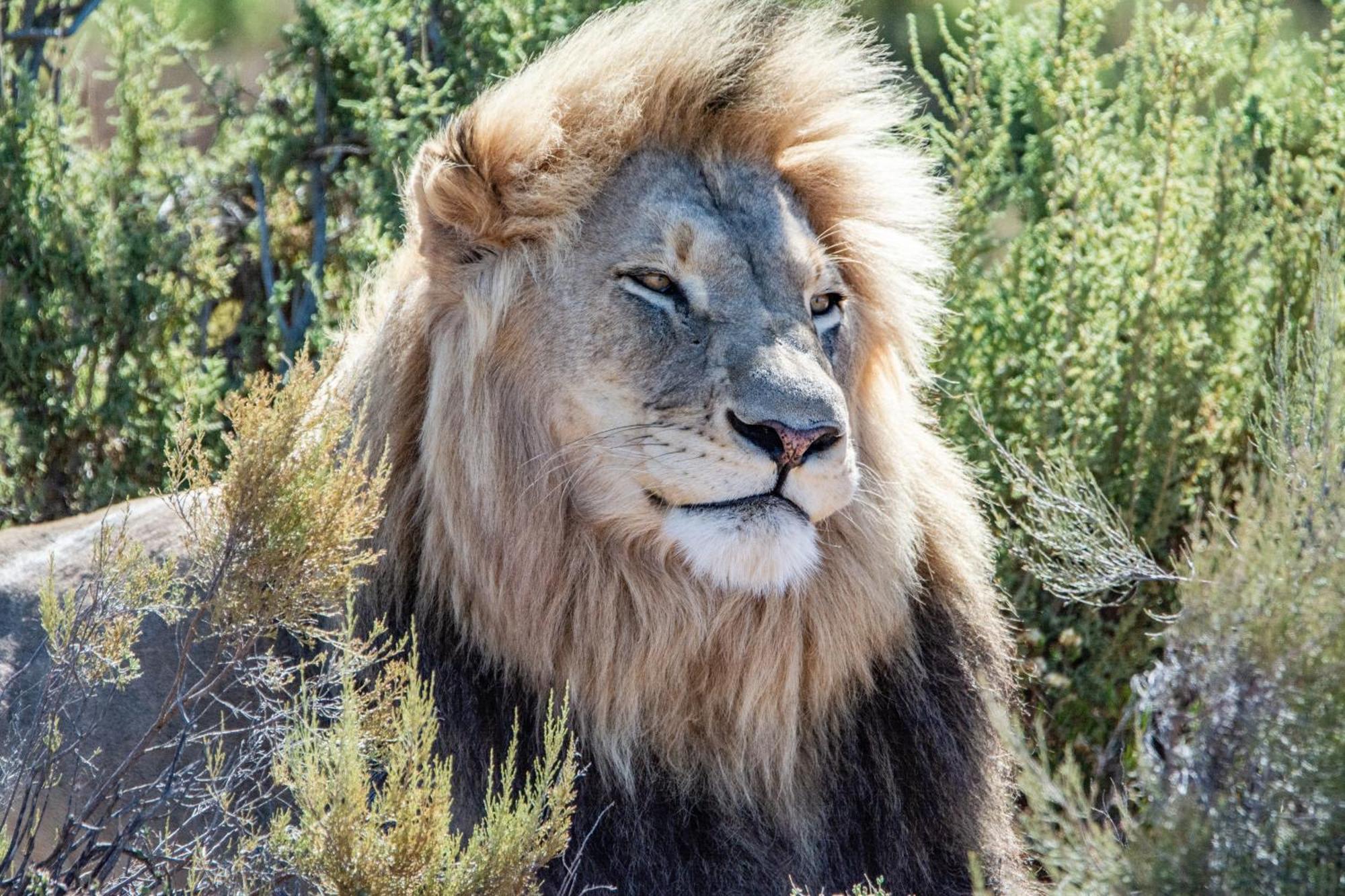 Mont Eco Game Reserve Montagu Esterno foto